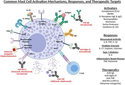 Mast Cells as Important Regulators in Autoimmunity and Cancer Development